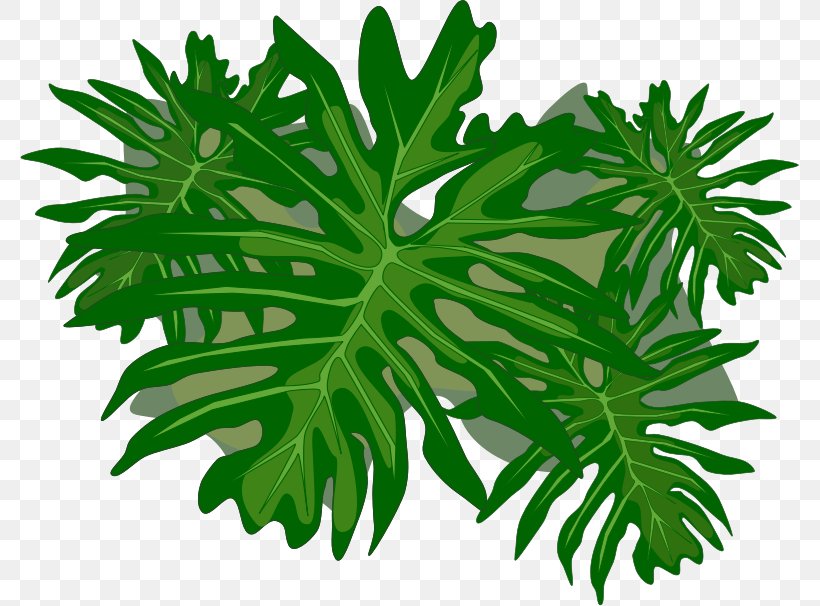 Plant Leaves Philodendron Leaf Clip Art, PNG, 779x606px, Plant Leaves, Herb, Herbalism, Leaf, Organism Download Free