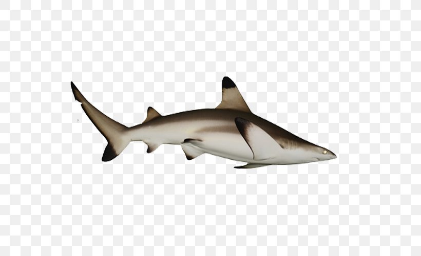Requiem Shark Fish Shark, PNG, 600x500px, Shark, Android, Cartilaginous Fish, Fauna, Fish Download Free