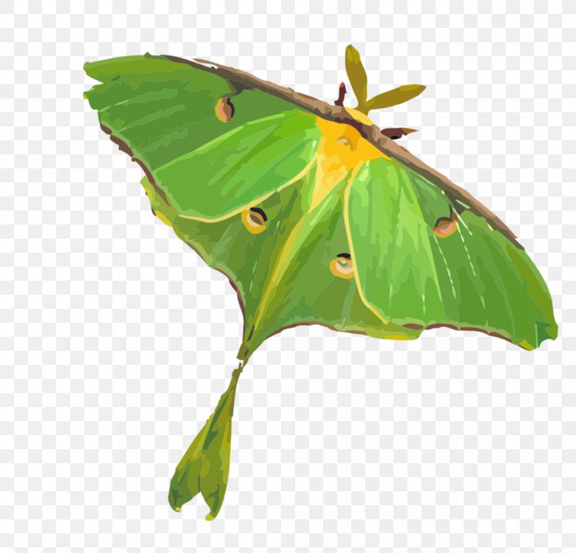 Clouded Yellows Luna Moth Dominus Maris Music Productions Brush-footed Butterflies, PNG, 1000x962px, Clouded Yellows, Arthropod, Asianamerican Moon Moths, Brush Footed Butterfly, Brushfooted Butterflies Download Free