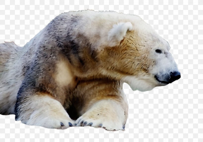 Polar Bear Bear Terrestrial Animal Wildlife Snout, PNG, 2388x1676px, Watercolor, Animal Figure, Bear, Paint, Polar Bear Download Free