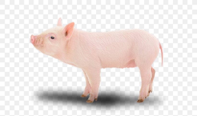 Suckling Pig Image Photography, PNG, 585x484px, Pig, Animal, Company, Customer, Domestic Pig Download Free