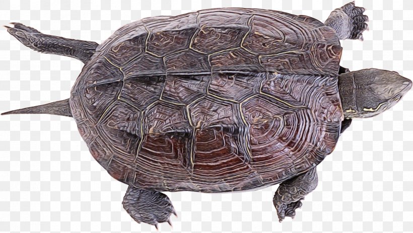 Tortoise Turtle Pond Turtle Reptile Common Snapping Turtle, PNG, 2422x1369px, Watercolor, Box Turtle, Chelydridae, Common Snapping Turtle, Paint Download Free