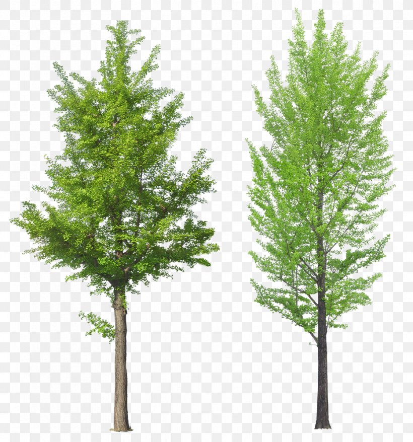 Tree Clip Art, PNG, 933x999px, Tree, Biome, Branch, Conifer, Cypress Family Download Free