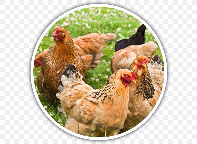 Brahma Chicken Silkie Poultry Farming Breed, PNG, 600x600px, Brahma Chicken, Agriculture, Bird, Breed, Chicken Download Free