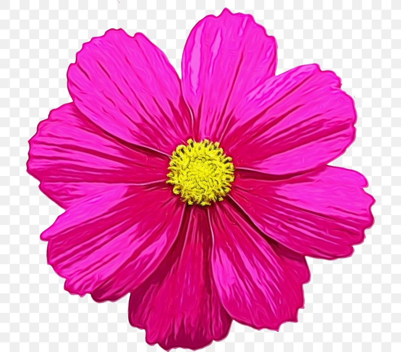 Clip Art Fuchsia Flower Rose, PNG, 719x720px, Fuchsia, Annual Plant, Aster, Asterales, Barberton Daisy Download Free