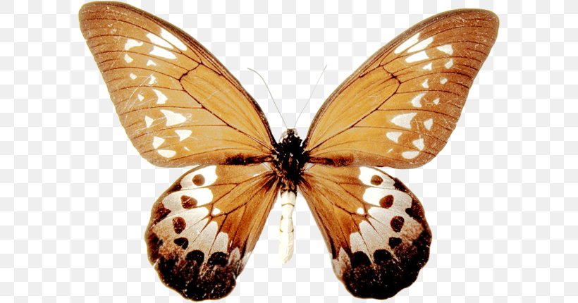 Monarch Butterfly Pieridae Gossamer-winged Butterflies Moth, PNG, 600x430px, Monarch Butterfly, Arthropod, Brush Footed Butterfly, Brushfooted Butterflies, Butterflies And Moths Download Free