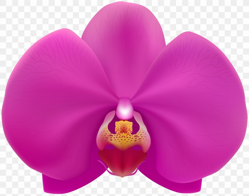 Moth Orchids Clip Art Image, PNG, 8000x6321px, Moth Orchids, Art Museum, Drawing, Flower, Flowering Plant Download Free