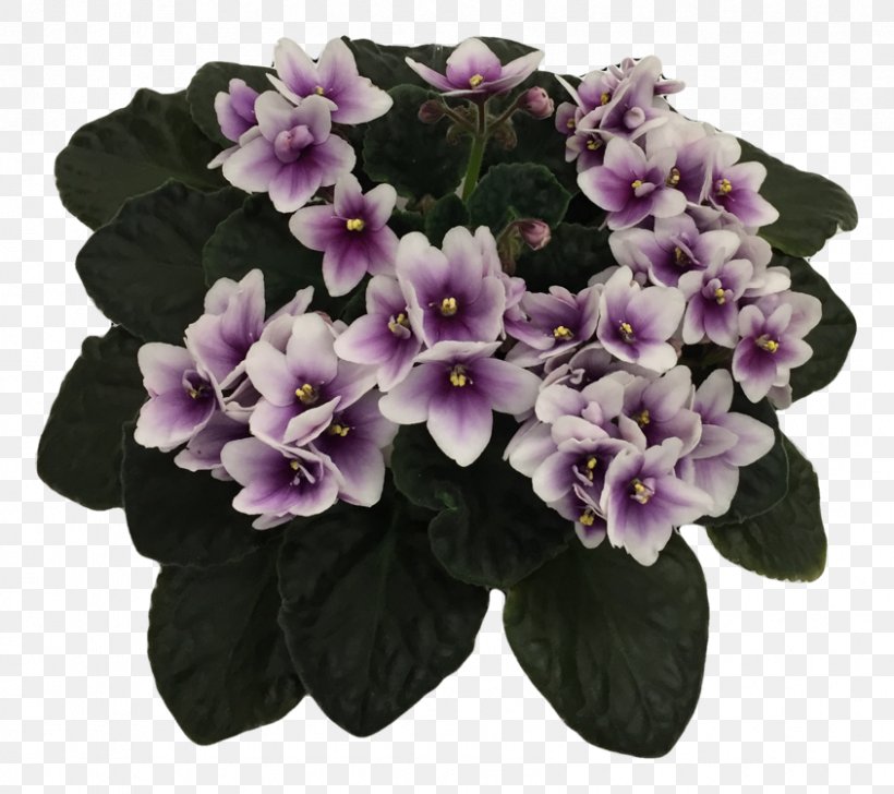 African Violet Society Of America African Violets Plant Dallas, PNG, 844x750px, Violet, African Violet Society Of America, African Violets, Dallas, Flower Download Free