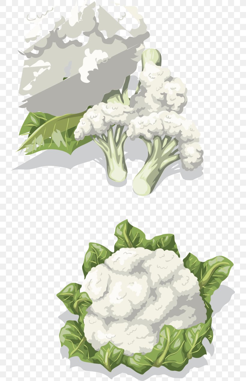 Cauliflower Vegetable Drawing Clip Art, PNG, 747x1272px, Cauliflower, Broccoli, Cabbage, Cartoon, Drawing Download Free