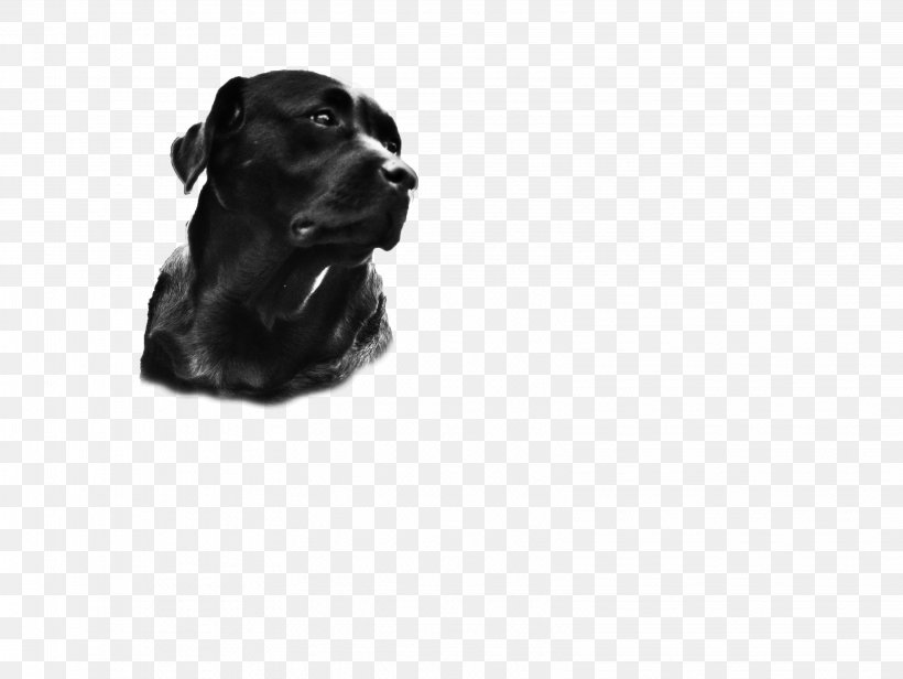 Labrador Retriever Puppy Dog Breed Companion Dog, PNG, 3248x2442px, Labrador Retriever, Black, Black And White, Breed, Carnivoran Download Free