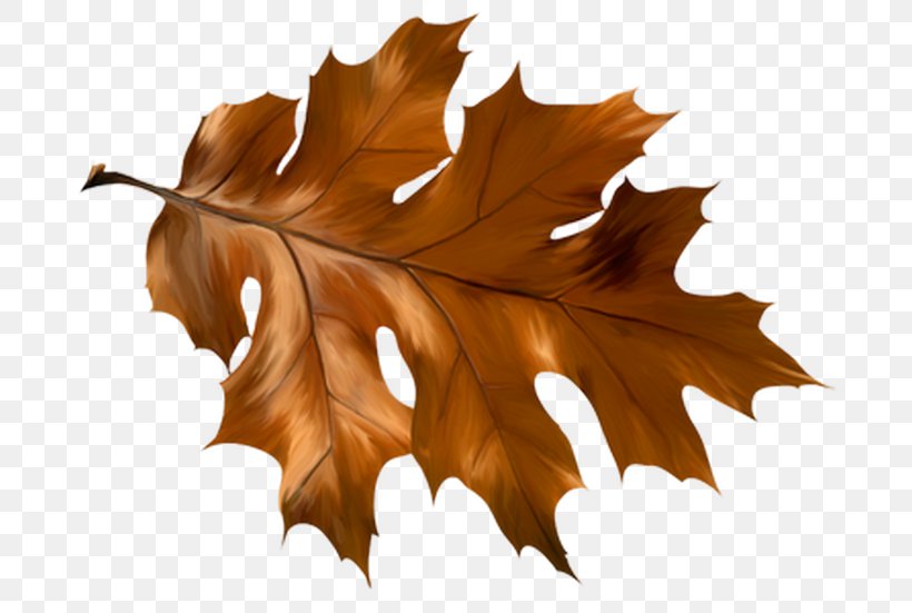Leaf Image Autumn Leaves Tree, PNG, 700x551px, Leaf, Autumn, Autumn Leaf Color, Autumn Leaves, Branch Download Free