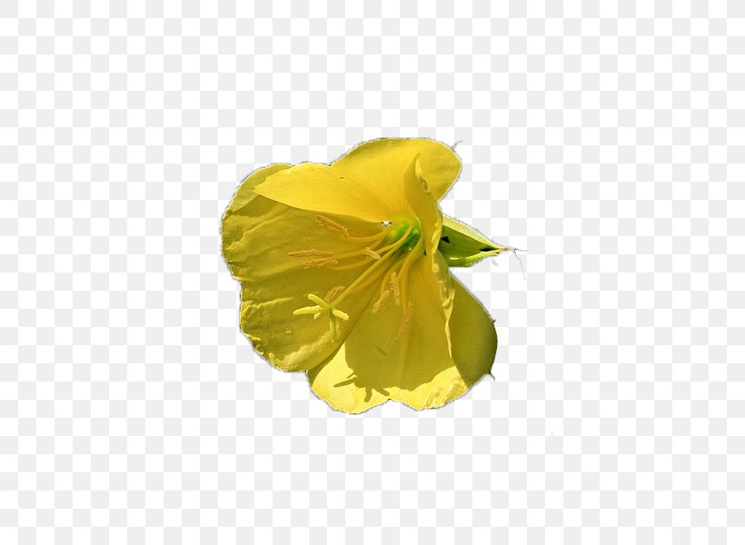 Night, PNG, 601x600px, Night, Cartoon, Flower, Petal, Yellow Download Free