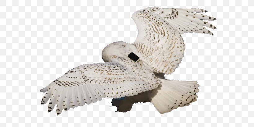 Owl Beak, PNG, 628x412px, Owl, Beak, Bird, Bird Of Prey, Falcon Download Free