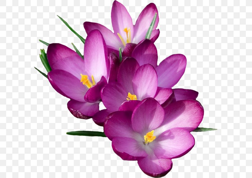 Saffron Paella Flower Spanish Cuisine, PNG, 600x579px, Saffron, Annual Plant, Autumn Crocus, Crocus, Crocus Flavus Download Free