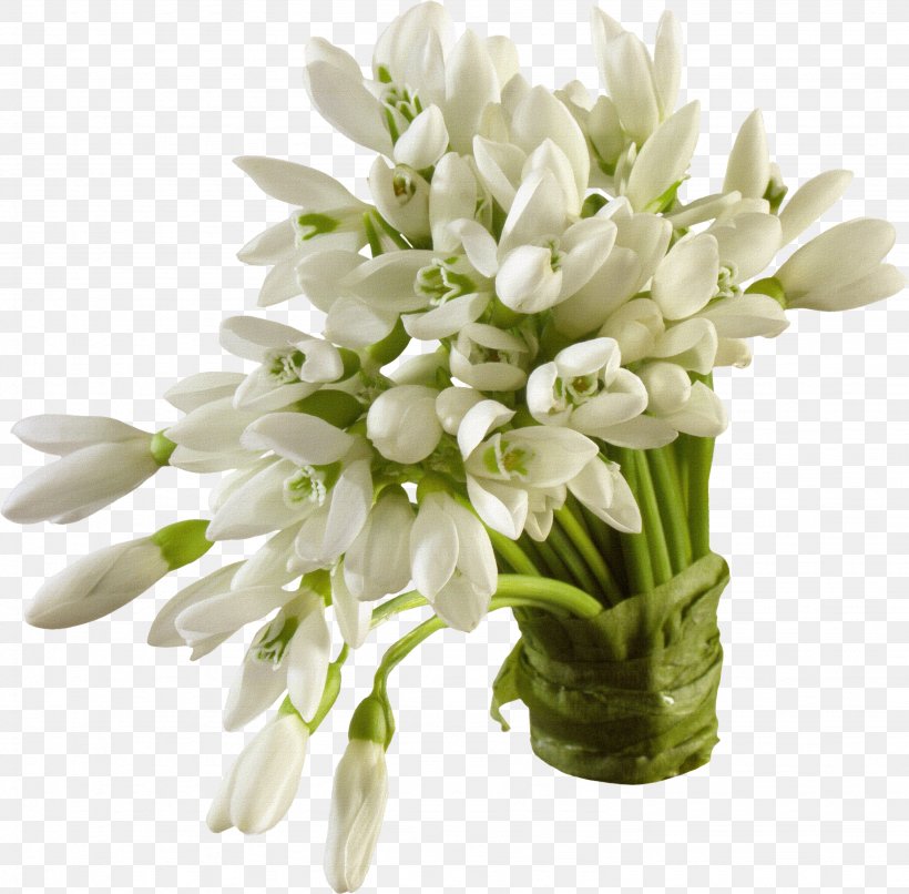 Snowdrop Flower Wallpaper, PNG, 3071x3019px, Snowdrop, Cut Flowers, Display Resolution, Floral Design, Floristry Download Free