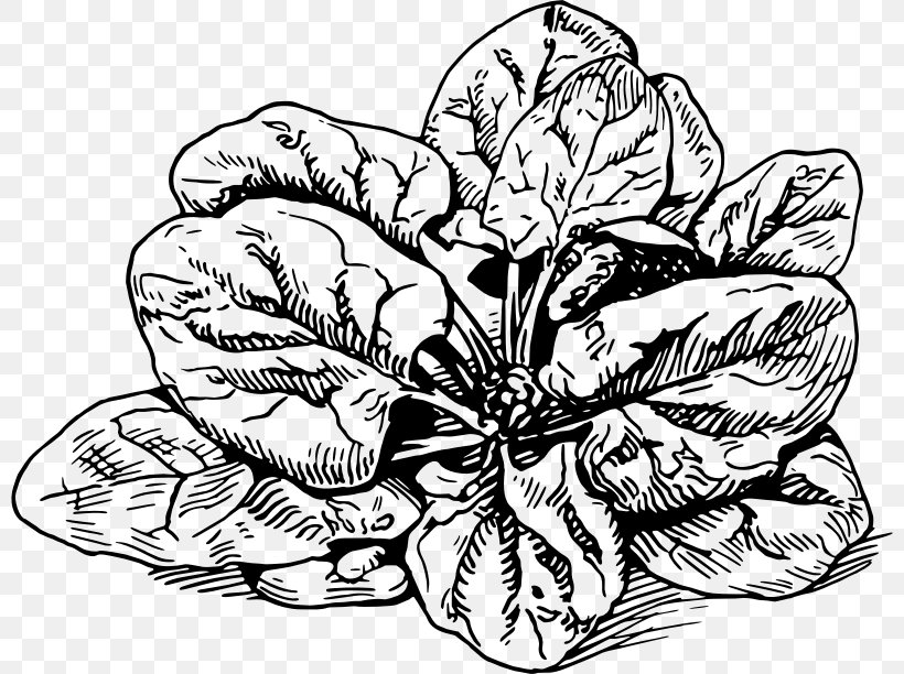 Spinach Banitsa Lasagne Drawing Spanakopita, PNG, 800x612px, Spinach, Artwork, Banitsa, Black And White, Cannelloni Download Free
