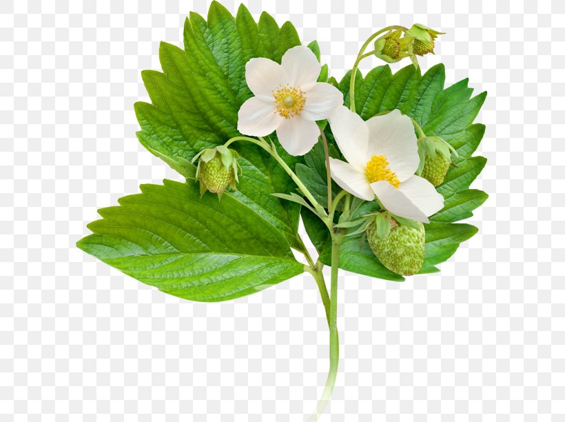 Flower Strawberry Plant Floral Formula, PNG, 600x612px, Flower, Dicotyledon, Floral Formula, Flowering Plant, Fragaria Download Free