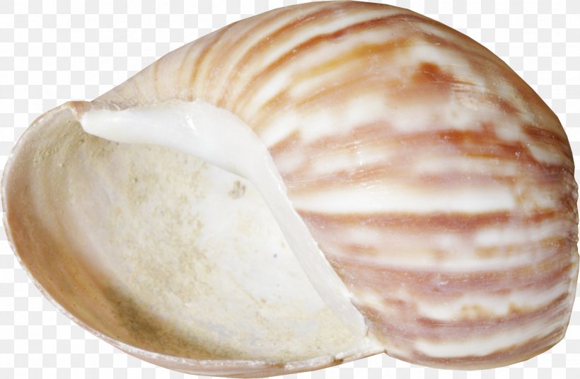 Seashell Conchology Clam Clip Art, PNG, 1671x1094px, Seashell, Baltic Clam, Barnacle, Clam, Clams Oysters Mussels And Scallops Download Free