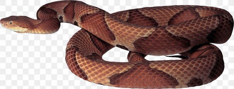 Snake Clip Art, PNG, 2777x1056px, Snake, Animal Figure, Boa Constrictor, Boas, Copperhead Download Free