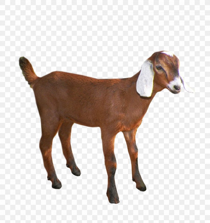 Emily The Goat Sheep Pack Goat, PNG, 2652x2820px, Goat, Cattle Like Mammal, Cow Goat Family, Display Resolution, Goat Antelope Download Free