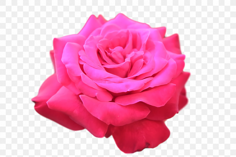 Garden Roses, PNG, 1920x1280px, Garden Roses, Cabbage Rose, Cut Flowers, Floribunda, Flower Download Free
