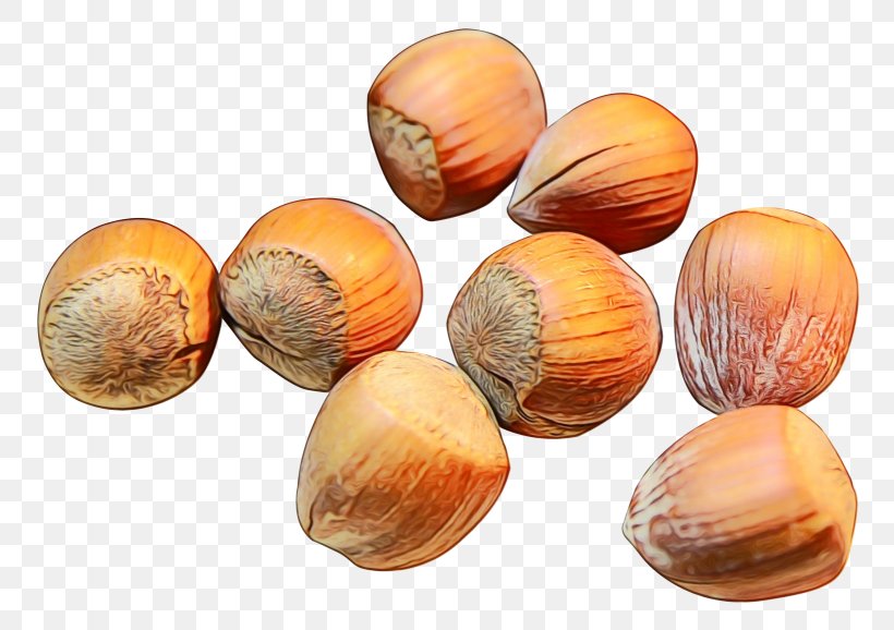 Watercolor Plant, PNG, 1639x1156px, Watercolor, Cockle, Food, Hazelnut, Paint Download Free