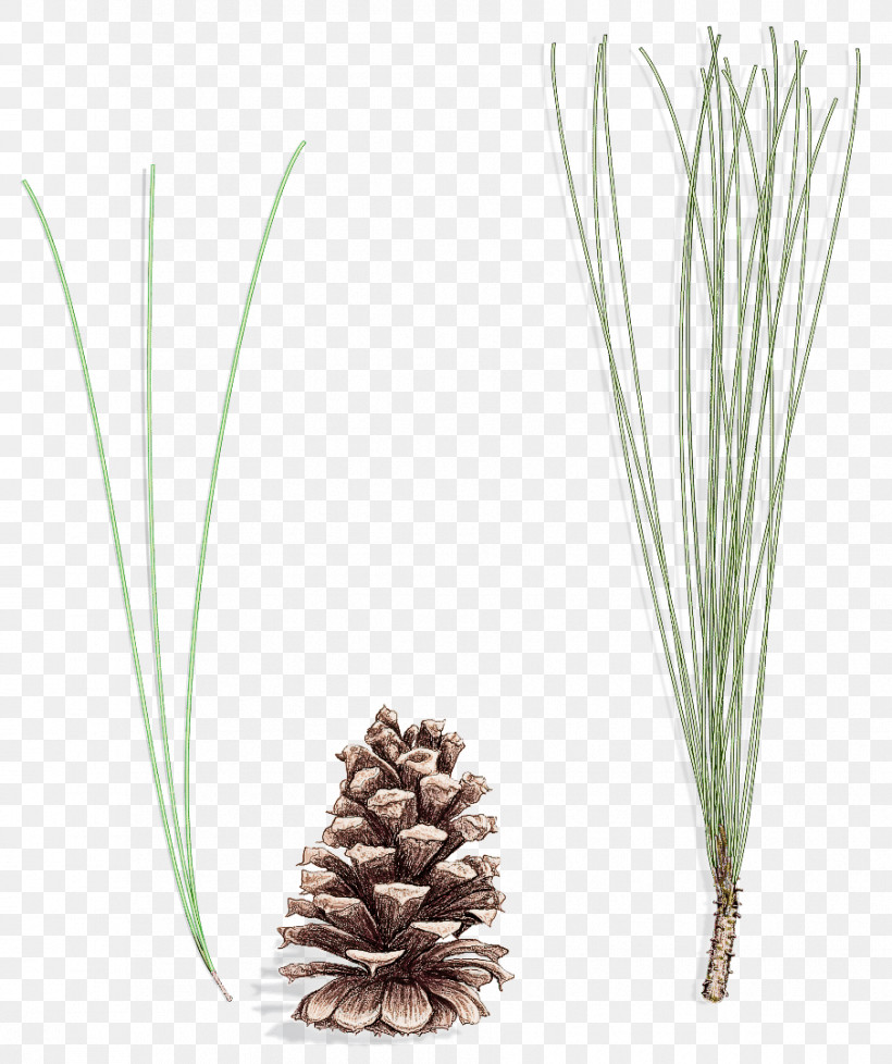 White Pine Red Pine Sugar Pine Shortstraw Pine Lodgepole Pine, PNG, 905x1080px, White Pine, American Larch, American Pitch Pine, Conifer, Flower Download Free