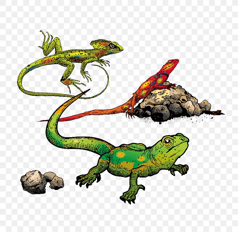 Common Iguanas Lizard Reptile Amphibians Kermit The Frog, PNG, 800x800px, Common Iguanas, Amphibian, Amphibians, Animal, Animal Figure Download Free