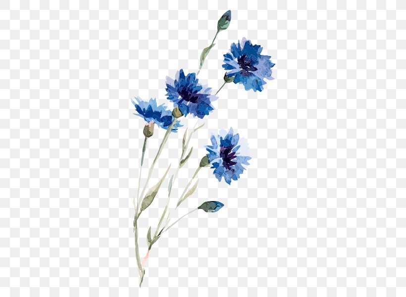 Cornflower Drawing Watercolor Painting Illustration, PNG, 600x600px, Cornflower, Art, Chicory, Cut Flowers, Drawing Download Free