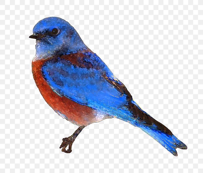 Eastern Bluebird Clip Art, PNG, 782x698px, Bird, Beak, Blog, Bluebird, Cobalt Blue Download Free