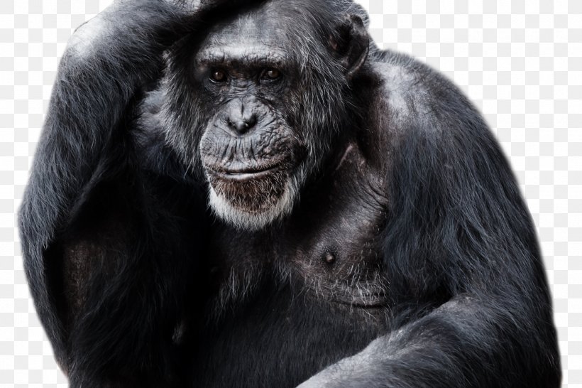 Gorilla Chimpanzee Clip Art Transparency, PNG, 1350x900px, Gorilla, Ape, Chimpanzee, Common Chimpanzee, Display Resolution Download Free
