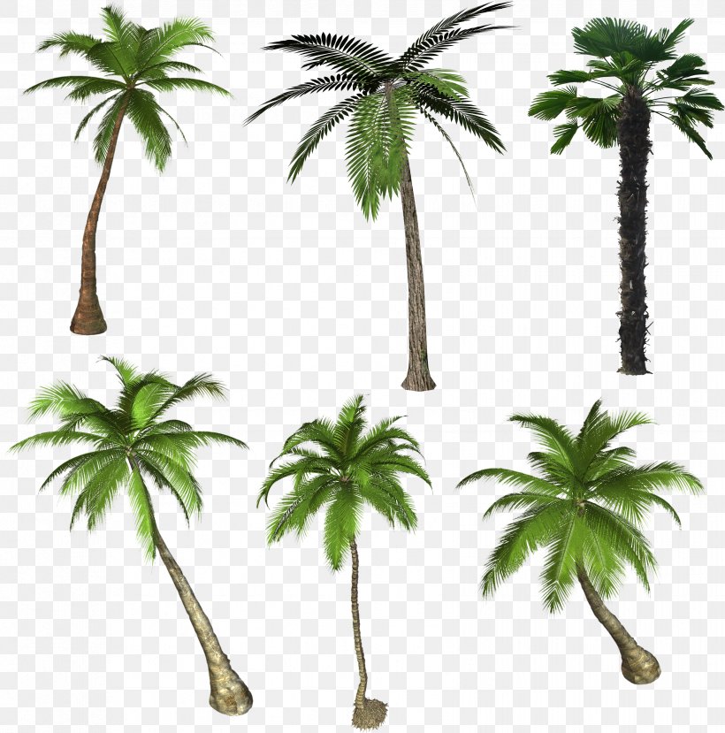 Arecaceae Flowering Plant Tree Drawing, PNG, 3313x3350px, Arecaceae, Arecales, Asian Palmyra Palm, Borassus Flabellifer, Date Palm Download Free