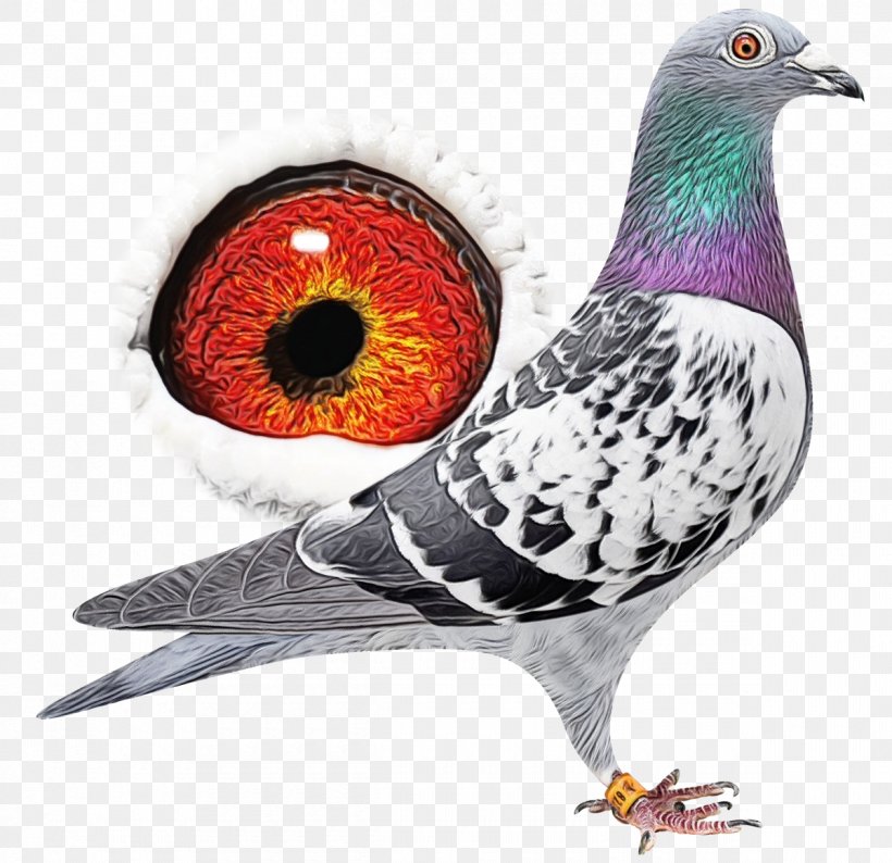 Bird Rock Dove Pigeons And Doves Beak, PNG, 1200x1162px, Watercolor, Beak, Bird, Paint, Pigeons And Doves Download Free