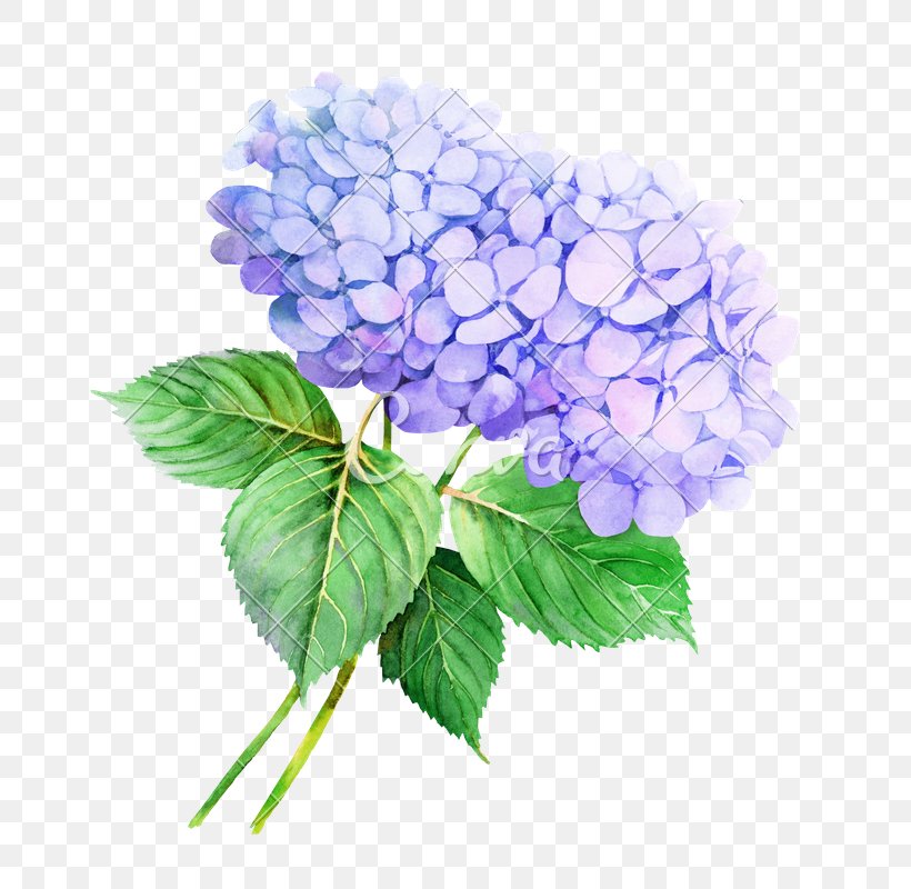 Flower Hydrangea Watercolor Painting Illustration Stock Photography, PNG, 720x800px, Flower, Cornales, Cut Flowers, Drawing, Floral Design Download Free