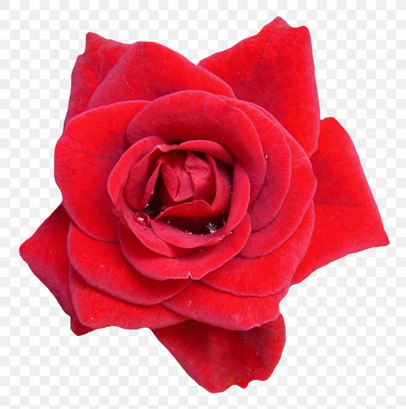 Flower Rose Oil Clip Art, PNG, 1450x1464px, Flower, Artificial Flower, Cut Flowers, Floribunda, Flower Bouquet Download Free