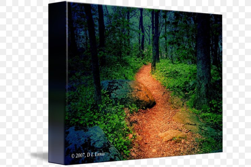 Forest Woodland Tree Gallery Wrap Biome, PNG, 650x547px, Forest, Art, Biome, Canvas, Conifers Download Free