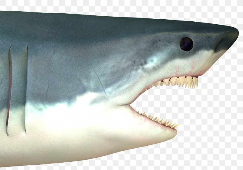 Great White Shark Shark Attack Stock Photography Drawing, PNG, 1287x900px, Shark, Carcharhiniformes, Cartilaginous Fish, Drawing, Fauna Download Free