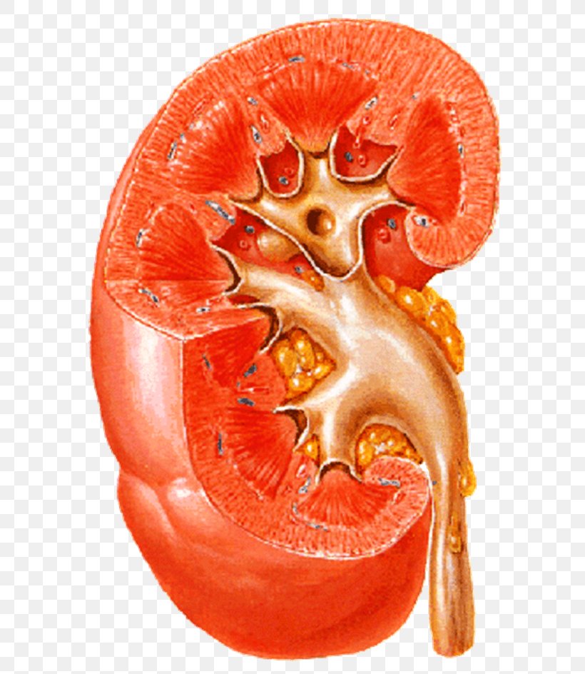 Kidney Disease Ureter Nephrology Renal Cortex, PNG, 625x944px, Kidney, Ableitende Harnwege, Anatomy, Disease, Fruit Download Free