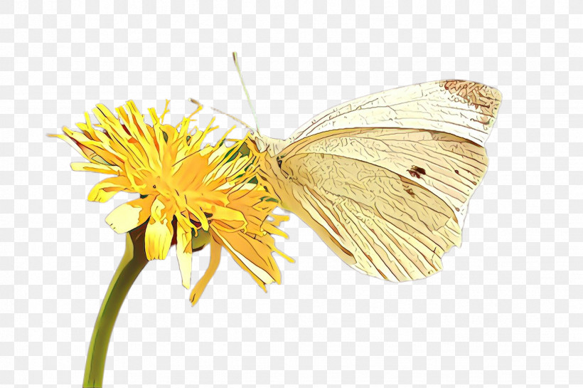 Butterfly Insect Moths And Butterflies Pollinator Green-veined White, PNG, 2452x1632px, Butterfly, Brushfooted Butterfly, Cabbage Butterfly, Camomile, Colias Download Free