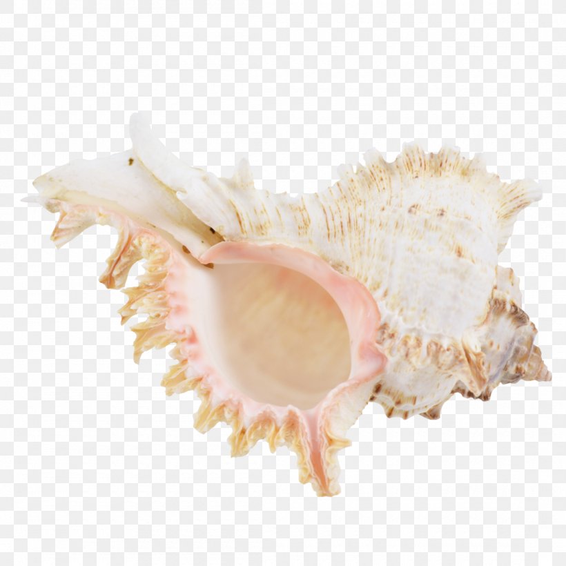 Cockle Scallop Mussel Clam Shankha, PNG, 1100x1100px, Cockle, Clam, Clams Oysters Mussels And Scallops, Conch, Conchology Download Free