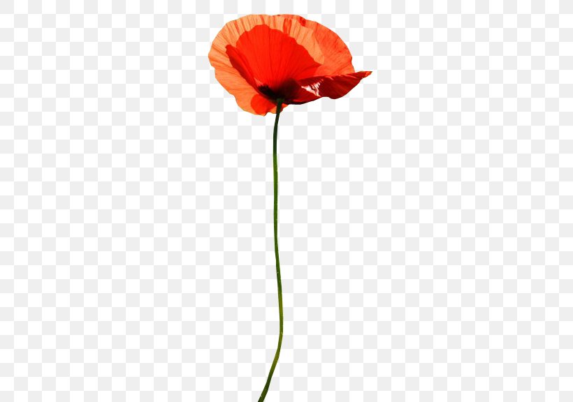 Common Poppy Flower Clip Art, PNG, 296x576px, 2016, 2017, Poppy, Common Poppy, Coquelicot Download Free