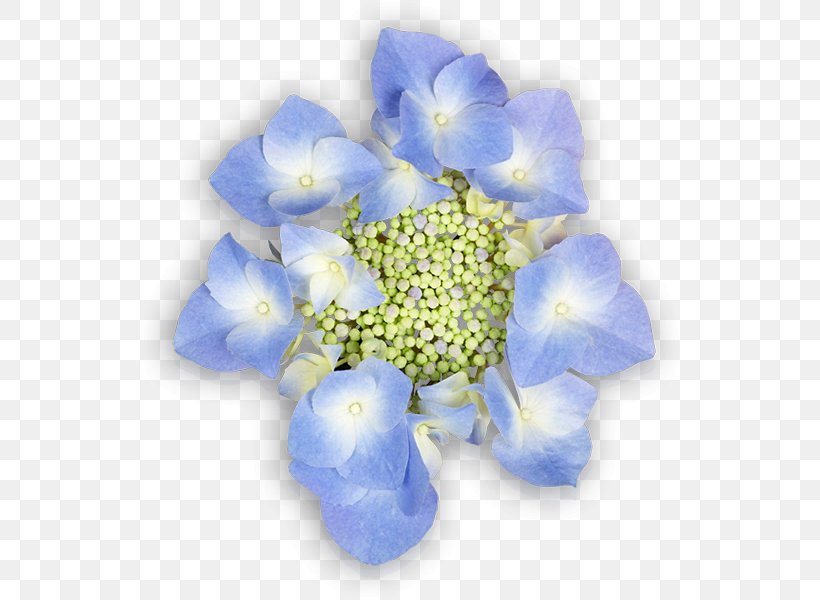 Hydrangea Cut Flowers Blue Petal, PNG, 600x600px, Hydrangea, Blue, Cobalt, Cobalt Blue, Cornales Download Free