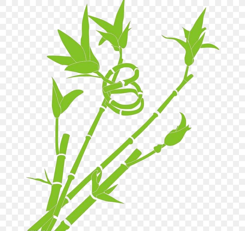 Lucky Bamboo, PNG, 650x775px, Lucky Bamboo, Bamboe, Bamboo, Branch, Drawing Download Free