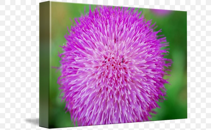 Milk Thistle Close-up, PNG, 650x506px, Milk Thistle, Closeup, Flower, Flowering Plant, Magenta Download Free
