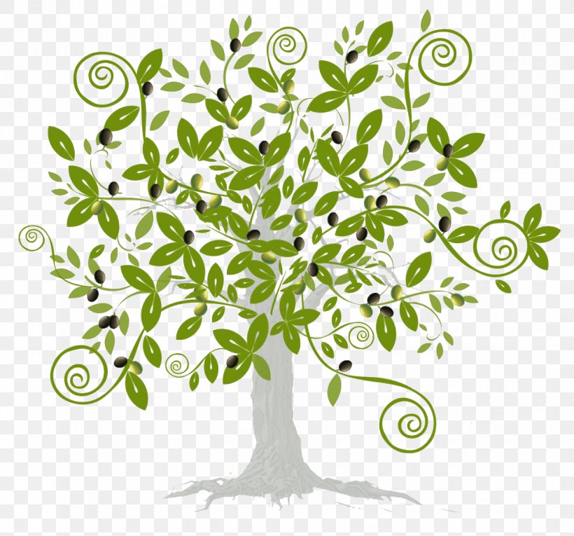 Olive Oil Oleificio Tree, PNG, 1235x1153px, Olive Oil, Branch, Cilento, Condiment, Flora Download Free