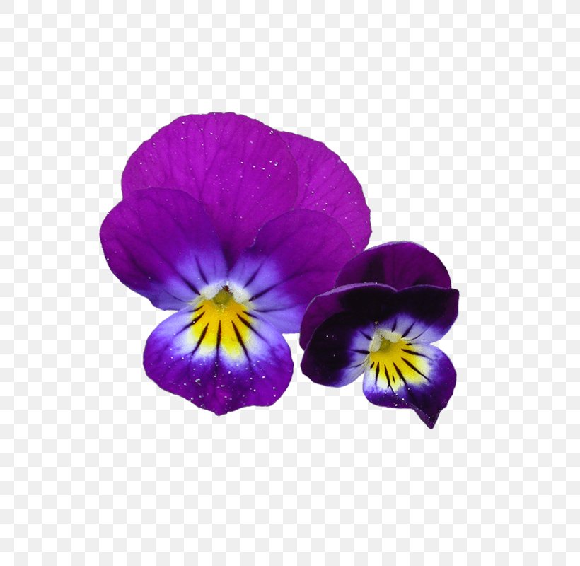 Orchid Flower, PNG, 800x800px, Pansy, Active Ingredient, Annual Plant, Cocktail, Dandelion Download Free