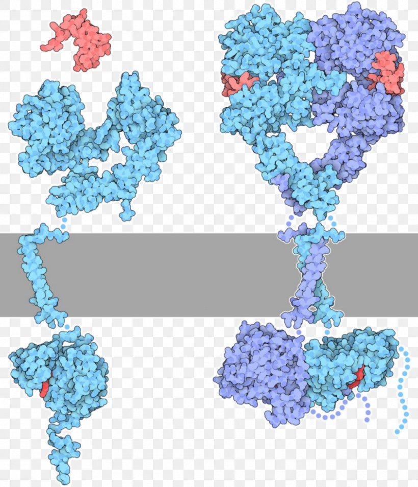 Receptor Tyrosine Kinase Protein Kinase, PNG, 1057x1231px, Receptor Tyrosine Kinase, Blue, Epidermal Growth Factor, Epidermal Growth Factor Receptor, Erbb Download Free