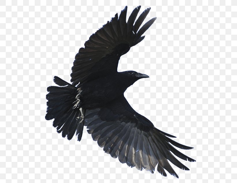 American Crow Hooded Crow Fish Crow Common Raven Bird, PNG, 600x633px, American Crow, Beak, Bird, Bird Of Prey, Common Raven Download Free