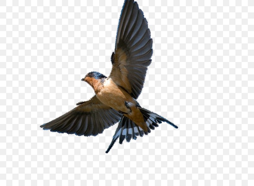 Barn Swallow Bird Swift Tree Swallow, PNG, 600x600px, Swallow, American Cliff Swallow, Barn Swallow, Beak, Bird Download Free