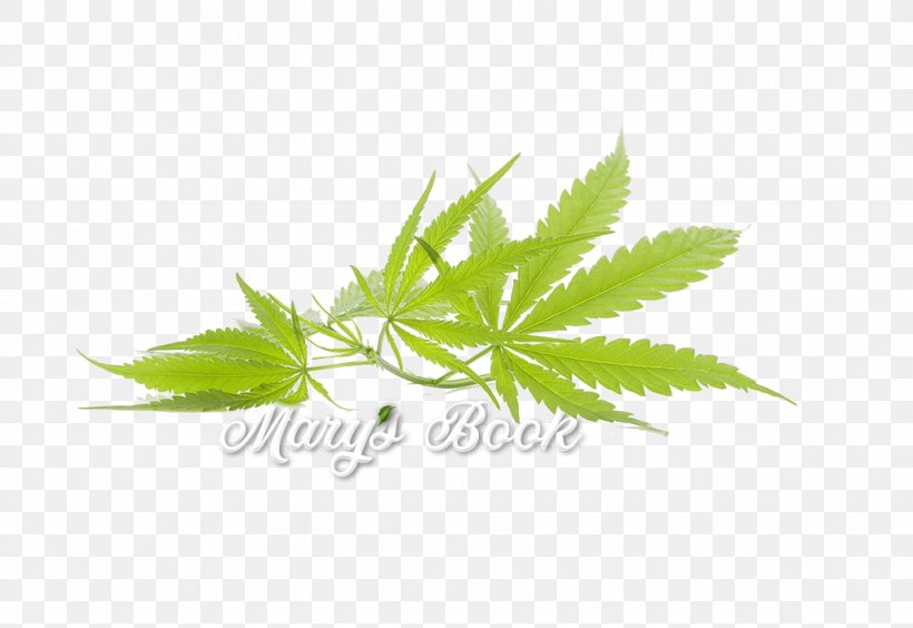 Cannabis Sativa Joint Medical Cannabis Image, PNG, 1026x706px, Cannabis, Cannabidiol, Cannabis Sativa, Cinquefoil, Flower Download Free